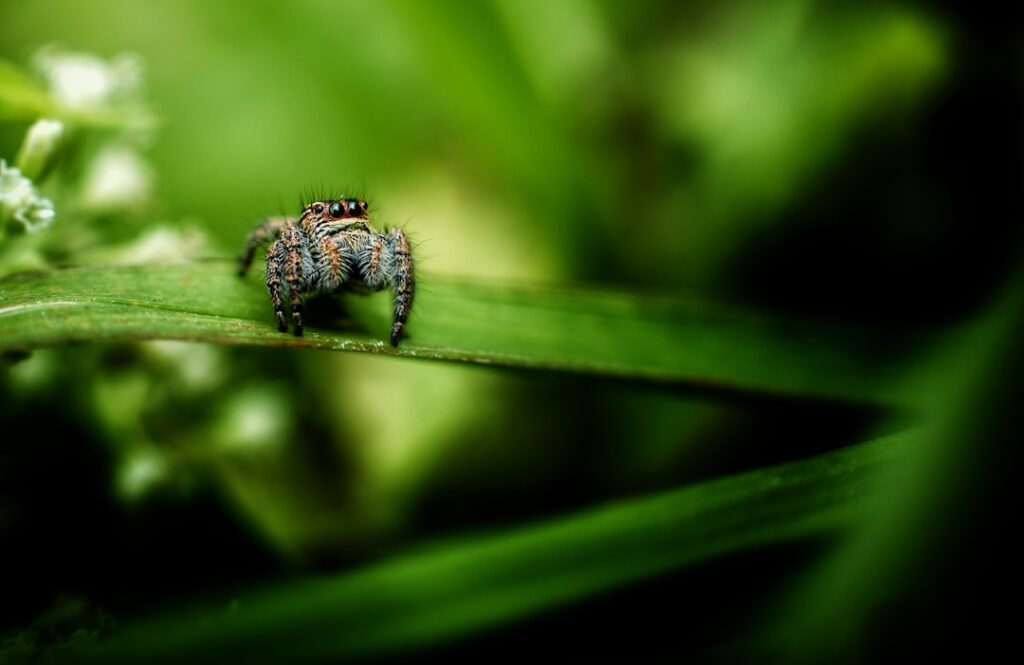 De waarheid over spinnen eten in je slaap